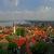 Zemun